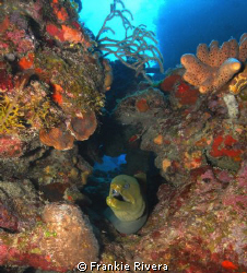 Green Morey Eel @ Efra's Wall, @ Guanica, Puerto Rico by Frankie Rivera 